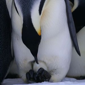 Image post by @white.desert.antarctica on Instagram