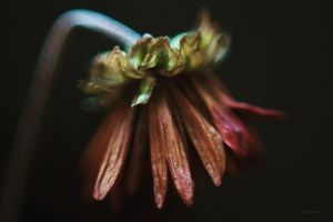 Image post by @fotodioxpro on Instagram