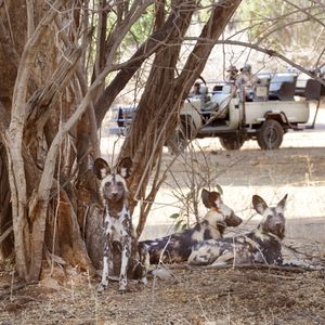 Image post by @chiawasafaris on Instagram