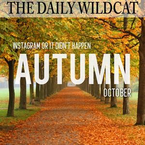 Image post by @dailywildcat on Instagram
