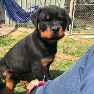 Image post by @bestforpetsmelb on Instagram