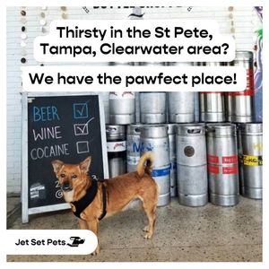 Image post by @jetsetpets on Instagram