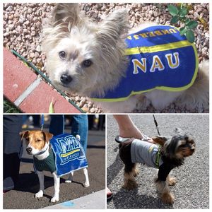 Image post by @nauflagstaff on Instagram