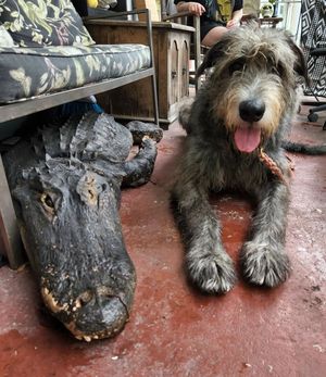 Image post by @thesavannahwolfhound on Instagram