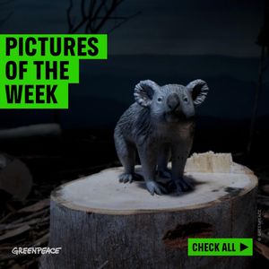 Image post by @greenpeace on Instagram