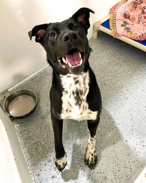 Image post by @spokhumanesoc on Instagram