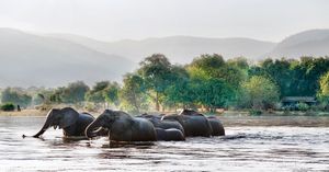 Image post by @chiawasafaris on Instagram