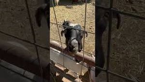 Video post by @abc15 on YouTube