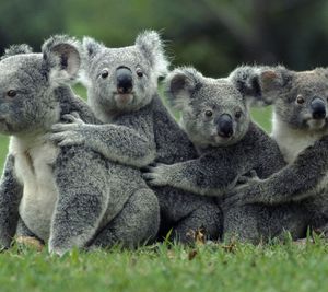 Image post by @animalplanet on Instagram