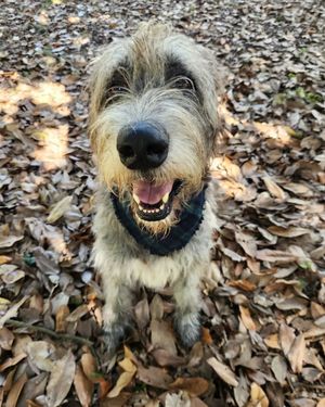 Image post by @thesavannahwolfhound on Instagram