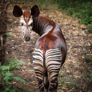Image post by @animalplanet on Instagram