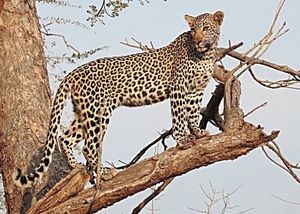 Image post by @chiawasafaris on Instagram