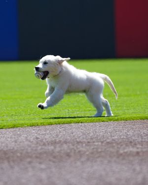 Image post by @MLB on Twitter/X