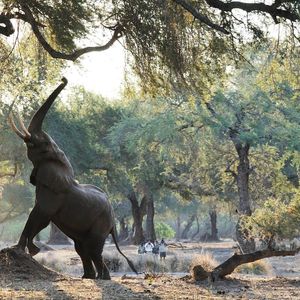 Image post by @chiawasafaris on Instagram