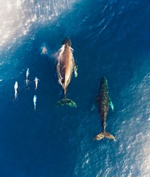 Image post by @dronepals on Instagram