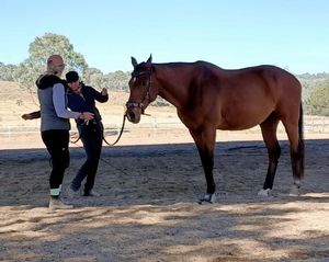 Image post by @balanceddressage on Instagram