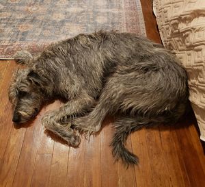 Image post by @thesavannahwolfhound on Instagram
