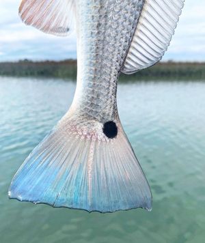 Image post by @toadfishoutfitters on Instagram