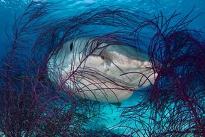 Image post by @discovery on Instagram