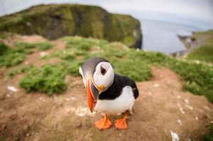 Image post by @animalplanet on Instagram