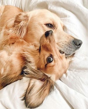 Image post by @evolvepetfood on Instagram