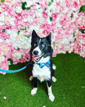 Image post by @tux_the_blue_pomsky on Instagram