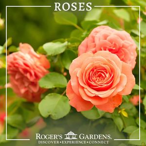 Image post by @rogersgardens on Instagram