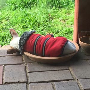 Image post by @snaffle_it on Instagram