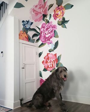 Image post by @thesavannahwolfhound on Instagram