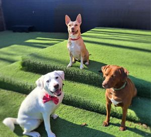Image post by @alldogsunleashed_clt on Instagram