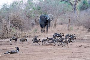 Image post by @chiawasafaris on Instagram