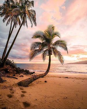 Image post by @olukai on Instagram