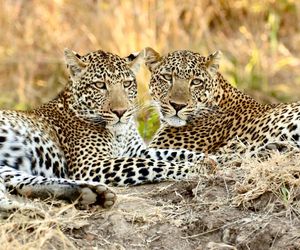 Image post by @chiawasafaris on Instagram