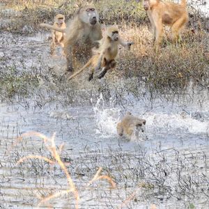 Image post by @chiawasafaris on Instagram