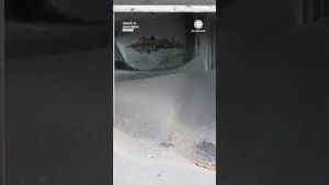 Video post by @accuweather on YouTube