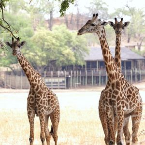 Image post by @chiawasafaris on Instagram