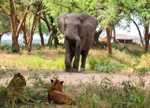 Image post by @chiawasafaris on Instagram