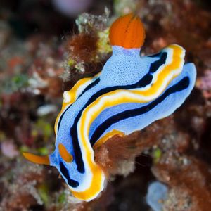 Image post by @discovery on Instagram