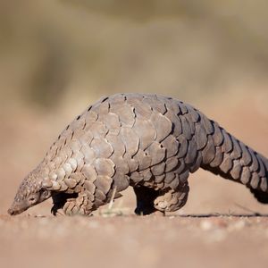 Image post by @animalplanet on Instagram