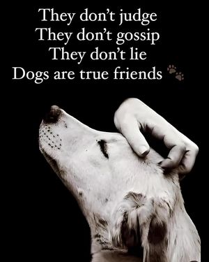 Image post by @bestforpetsmelb on Instagram