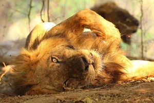 Image post by @chiawasafaris on Instagram