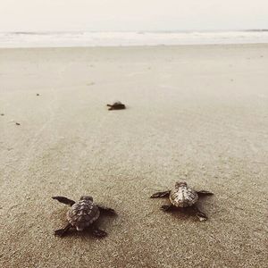 Image post by @kiawahresort on Instagram