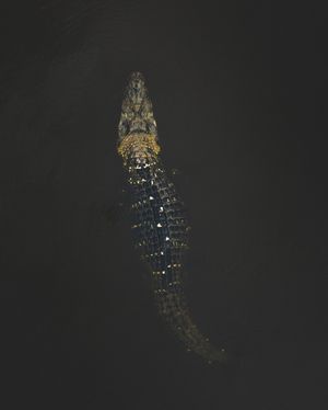 Image post by @discovery on Instagram