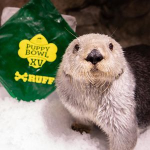Image post by @animalplanet on Instagram