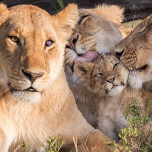 Image post by @animalplanet on Instagram