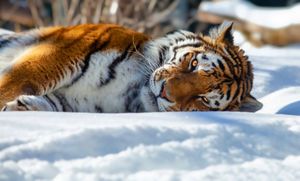 Image post by @Discovery on Twitter/X