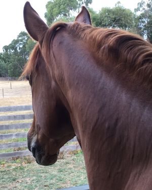 Image post by @snaffle_it on Instagram