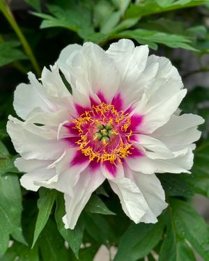 Image post by @rogersgardens on Instagram