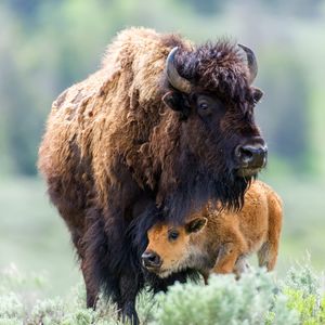 Image post by @AnimalPlanet on Twitter/X