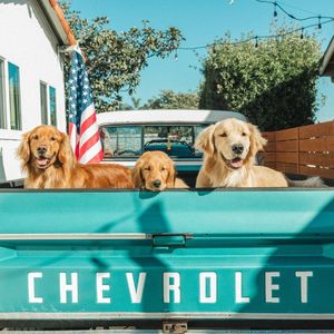 Image post by @nulopetfood on Instagram